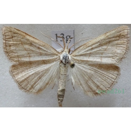 Polypogon tentacularia (Linnaeus, 1758) Szczękalica kleszczanka Czech13g